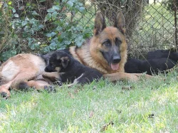 Prodáme štěňata NO s PP- poslední volní pejskové a